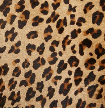 Pony hair in leopard